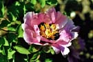 Rosa Lotus mit brauner Zeichnung; pink lotus brown blotch